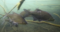   Abramis brama realy shy fishes...Photo Viktor fishes...(Photo fishes(Photo fishes (Photo  